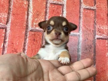 チワワ(ロング)【茨城県・女の子・2018年3月28日・チョコ&タン】の写真「✨極小チワワ✨ 🍀特別価格🍀」