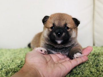 柴犬(豆柴)【茨城県・男の子・2019年5月1日・赤】の写真「両親KCの豆柴認定犬✨」