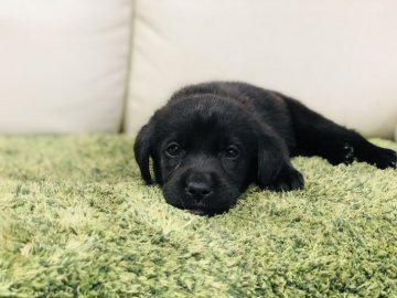 ラブラドールレトリバー【茨城県・女の子・2019年10月1日・ブラック】の写真「甘えん坊な女の子🍀 可愛いです💕」