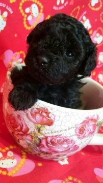 トイプードル(トイ)【茨城県・女の子・2015年9月30日・ブラック】の写真「もこもこ☆ふわふわ　かわいい女の子です♪♪」