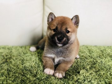 柴犬(豆柴)【茨城県・男の子・2019年5月1日・赤】の写真「✨両親豆柴認定犬✨」
