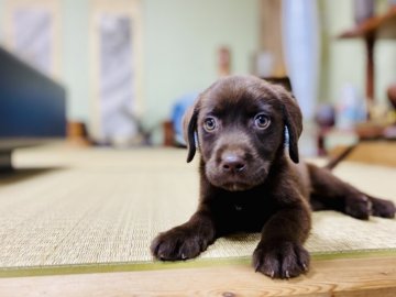 ラブラドールレトリバー【茨城県・男の子・2021年4月18日・チョコ】の写真「🍀珍しいチョコカラー🍀⭐️甘えん坊な男の子です⭐️」