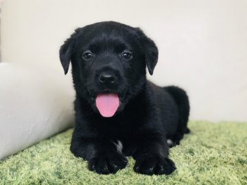 ラブラドールレトリバー【茨城県・女の子・2019年4月21日・ブラック】の写真「可愛い女の子です♬ 💫甘えん坊ですよ💫」
