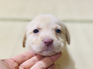 ラブラドールレトリバー【茨城県・男の子・2021年4月18日・イエロー】の写真「✨✨甘えん坊で人懐っこい性格の男の子です✨✨」