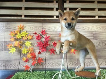 柴犬(豆柴)【茨城県・女の子・2016年6月10日・赤】の写真「両親、KCの豆柴認定犬★極小豆柴★※動画見て!!💕」