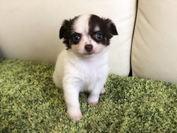 チワワ(ロング)【茨城県・女の子・2018年11月5日・チョコレート&ホワイト】の写真「⭐️クリスマス特別価格⭐️ 小さい女の子⭐️」