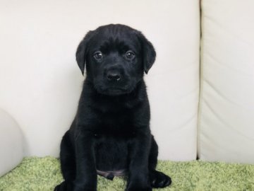ラブラドールレトリバー【茨城県・男の子・2019年4月21日・ブラック】の写真「甘えん坊なブラックの男の子💫」
