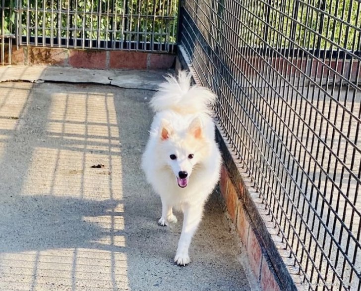 日本スピッツ【・男の子・2016年1月1日・ホワイト】