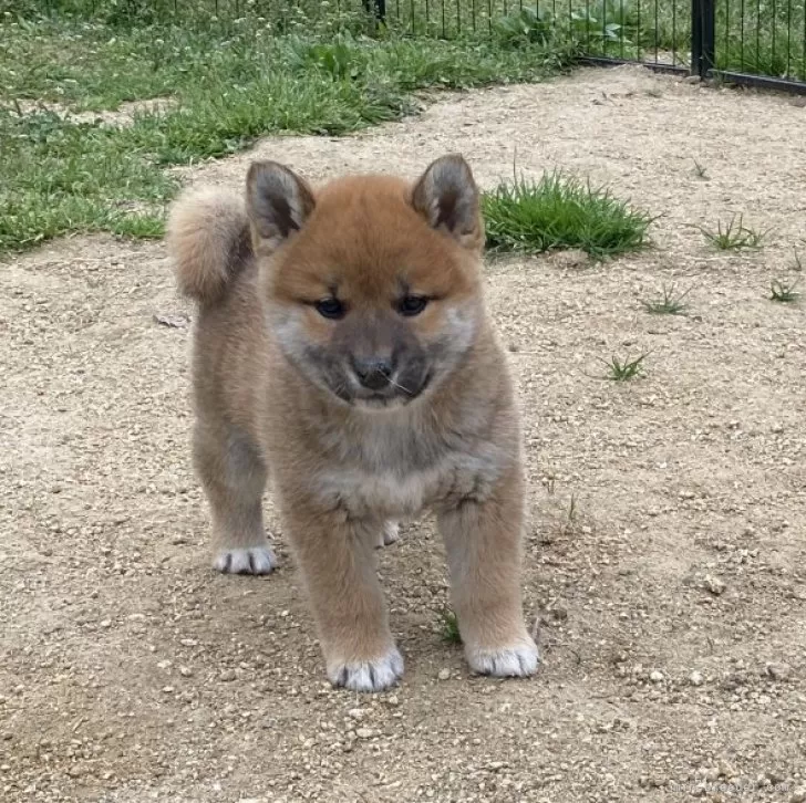 ID：2504-02591の子犬