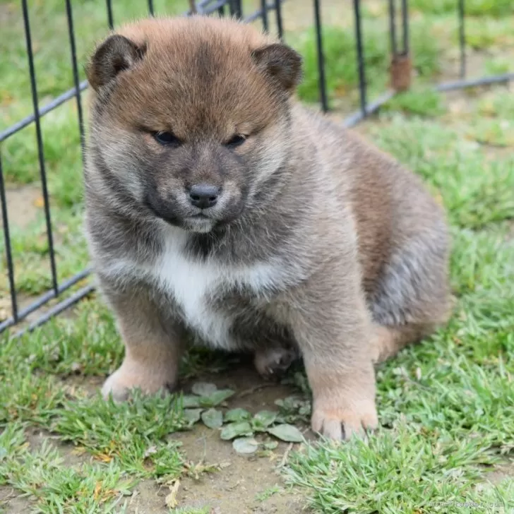やま 様のお迎えした子犬