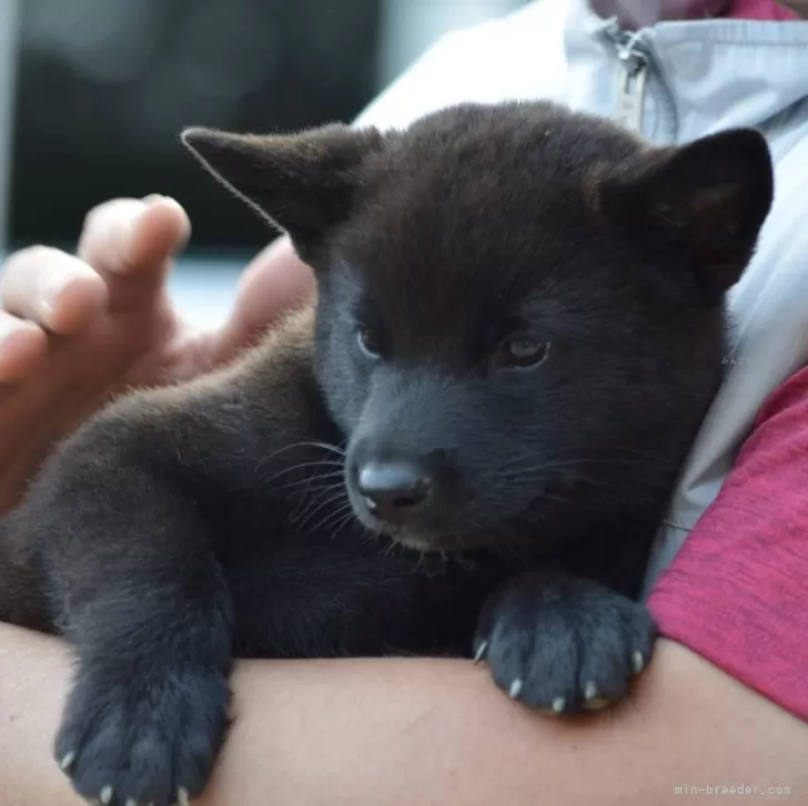 H.H 様のお迎えした子犬