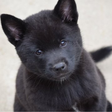 甲斐犬【大阪府・女の子・2025年4月6日・黒虎毛】の写真「良血統の甲斐犬女の子♡」