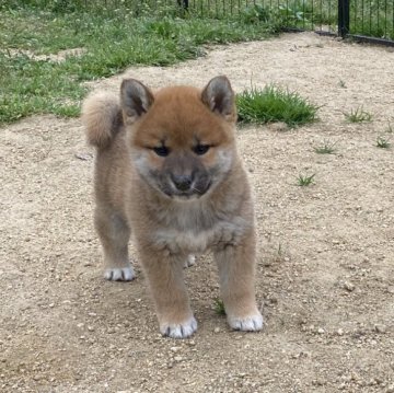 柴犬(標準サイズ)【大阪府・男の子・2025年2月16日・赤】の写真「モフモフ可愛い男の子♡」