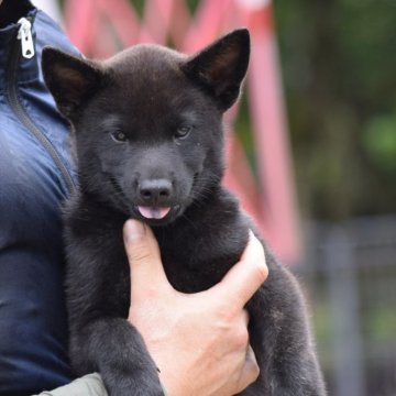 甲斐犬【大阪府・男の子・2025年7月3日・黒虎毛】の写真「良血統の甲斐犬男の子☆」