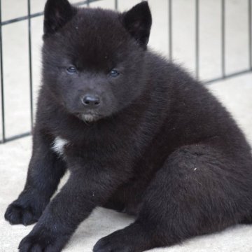 甲斐犬【大阪府・男の子・2025年3月20日・黒虎毛】の写真「良血統の甲斐犬男の子☆」
