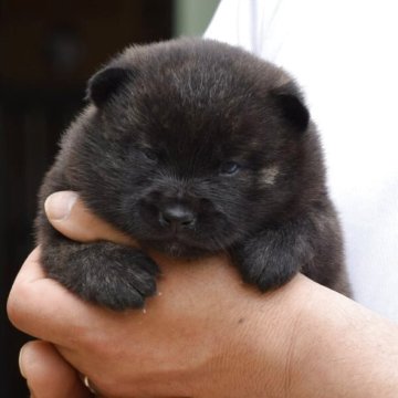 甲斐犬【大阪府・女の子・2025年4月18日・中虎毛】の写真「良血統の甲斐犬女の子♡」