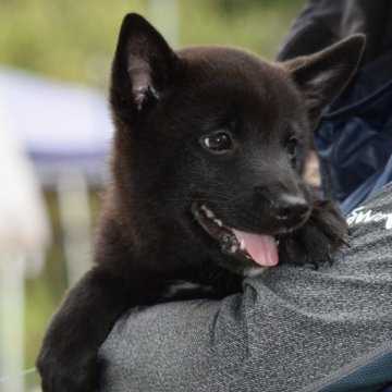 甲斐犬【大阪府・男の子・2025年7月1日・黒虎毛】の写真「良血統の甲斐犬男の子☆」