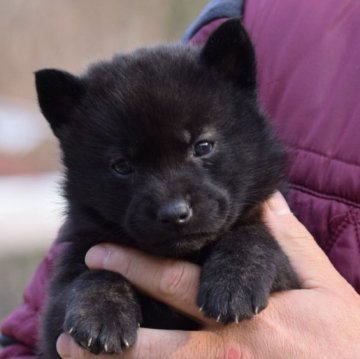 甲斐犬【大阪府・男の子・2024年12月30日・中虎毛】の写真「良血統の甲斐犬男の子♡」