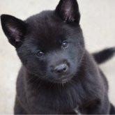 甲斐犬