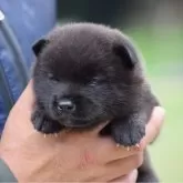 甲斐犬