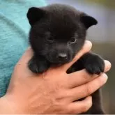 甲斐犬