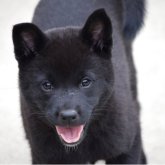 甲斐犬