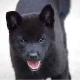 甲斐犬