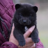 甲斐犬
