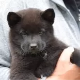 甲斐犬