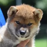 柴犬(標準サイズ)【大阪府・男の子・2025年5月25日・赤】の写真1
