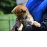柴犬(標準サイズ)【大阪府・男の子・2025年5月25日・赤】の写真2