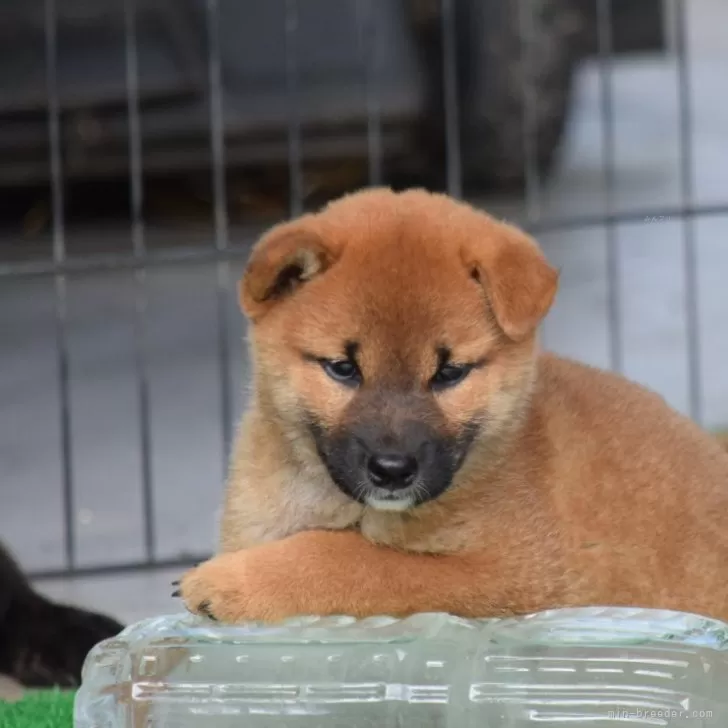 ID:2408-04567の子犬