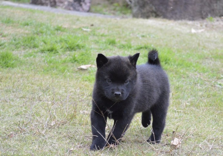 甲斐犬 大阪府 女の子 17年10月18日 黒虎毛 甲斐犬仔犬 みんなのブリーダー 子犬id 1711