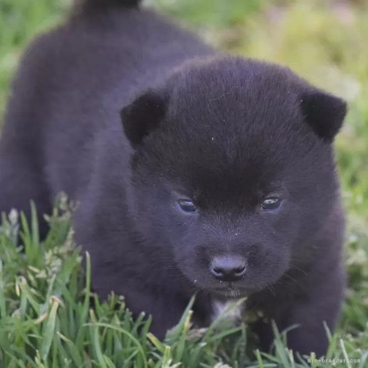 Y.O 様のお迎えした子犬