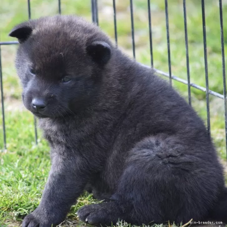 aki 様のお迎えした子犬