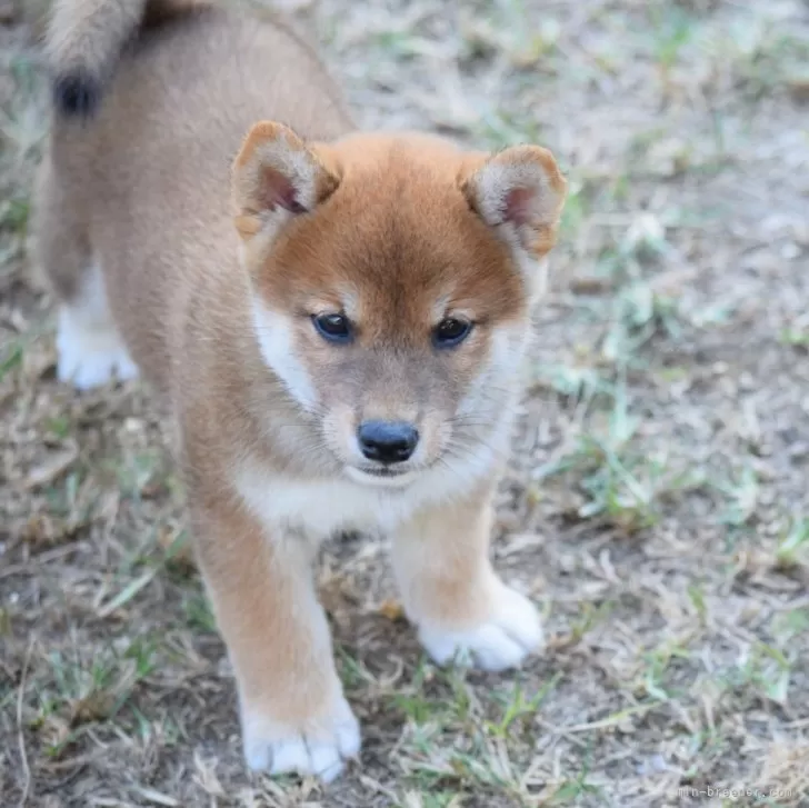 T.M 様のお迎えした子犬