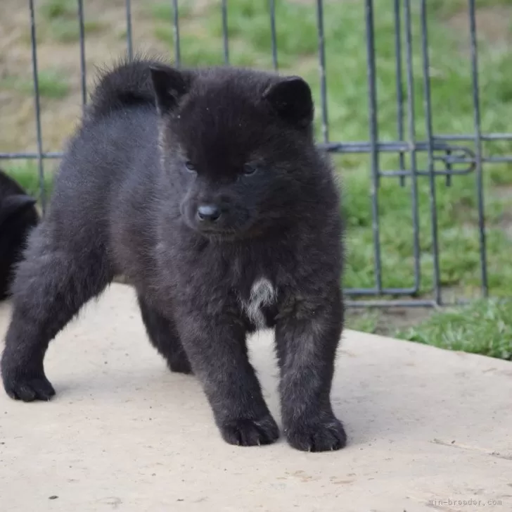 S.K 様のお迎えした子犬