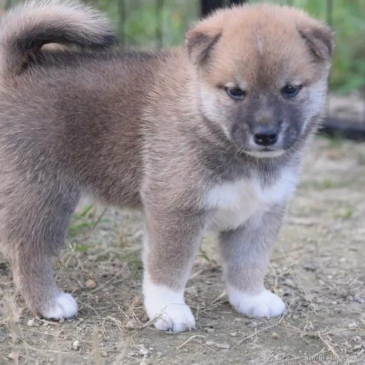 ID:2209-02185の子犬