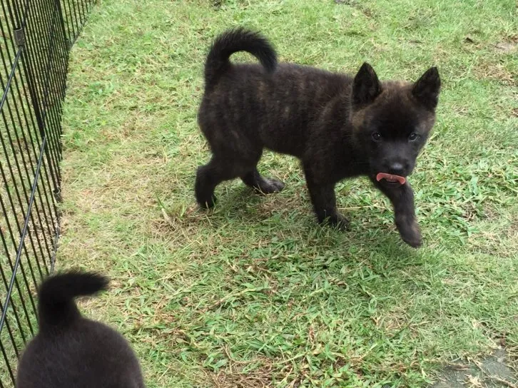 ID:1609-02124の子犬