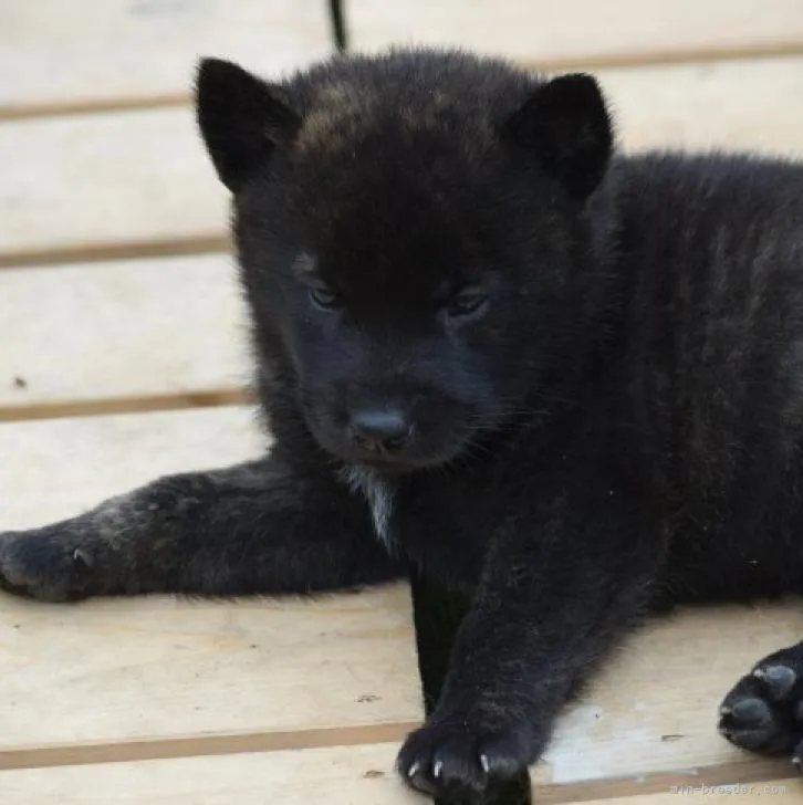 Y.A 様のお迎えした子犬