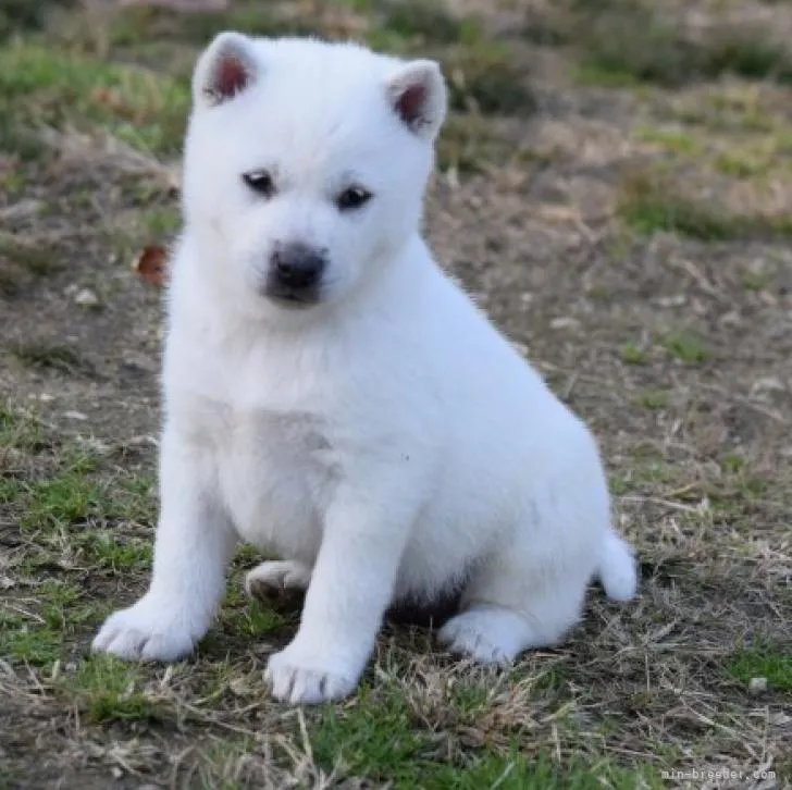 ID:2211-04522の子犬