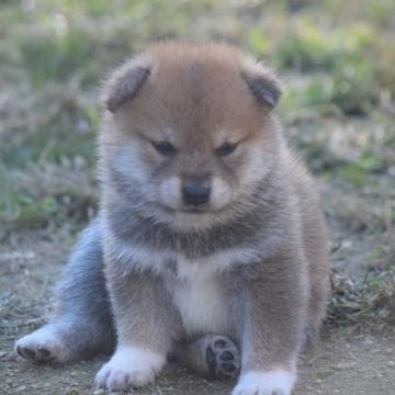 柴犬(標準サイズ)【大阪府・男の子・2022年9月21日・赤】の写真「可愛い柴犬男の子」