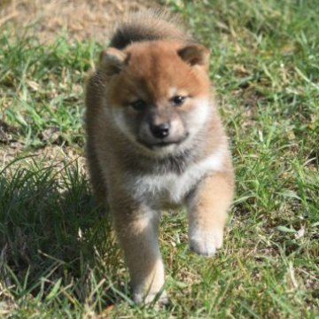 柴犬(標準サイズ)【大阪府・女の子・2023年8月5日・赤】の写真「可愛いお顔の柴犬女の子♡」