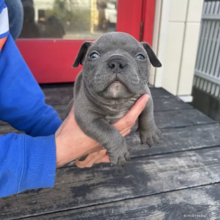 ID:2501-06695の子犬