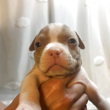 アメリカンブリー【大阪府・女の子・2025年9月15日・ライラック&ホワイト】の写真「人気のライラックの女の子‼️べっぴんです♪」