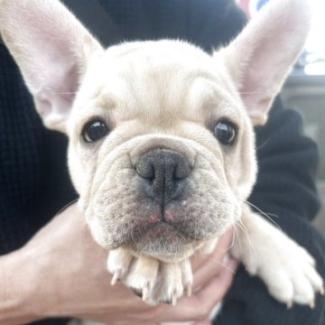 フレンチブルドッグ【大阪府・女の子・2025年9月8日・クリーム】の写真「兄弟で1番小さい女の子です♪凄く活発な性格です♪」