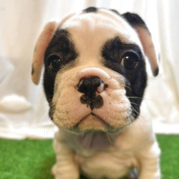 フレンチブルドッグ【大阪府・男の子・2025年9月8日・パイド】の写真「オンリーワン🐶」