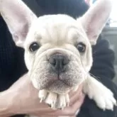 フレンチブルドッグ