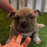 アメリカンブリー【大阪府・男の子・2024年12月12日・フォーン】の写真1「エキゾチックブリー😍胸元が広く手足太く短い！頭も大きく綺麗な形です♪」