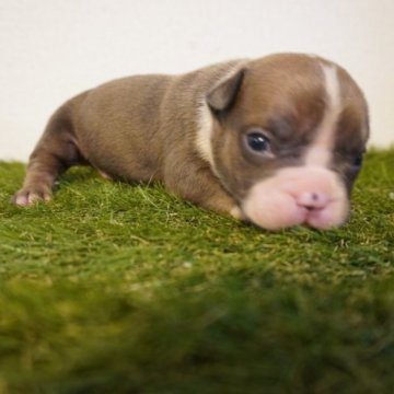 アメリカンブリー【大阪府・男の子・2023年10月12日・フォーン&ブルー】の写真「マズルが短く大きな頭‼️」